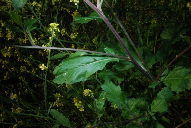 Brassicacea - Rapistrum cfr.rugosum